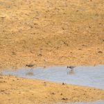 Redshanks and Little Ringed Plover, Holmethorpe SP (G Hay).