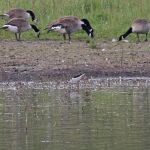 Black-winged Stilt, Tice's Meadow (K Campbell).