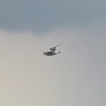 Bonaparte's Gull, Queen Elizabeth II Reservoir (D Harris).