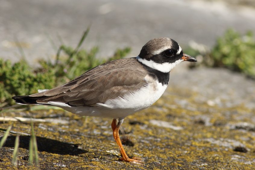 Ringed Plover, 20/05/20 (D Harris)