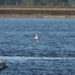 Roseate Tern, Queen Elizabeth II Reservoir (D Harris).