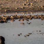 Redshank, Beddington Farmlands (A Wasley).