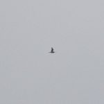 Curlew, Thorncombe Street (E Stubbs).