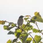 Whinchat, Shackleford (E Stubbs).