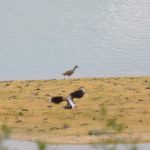 Redshank, Holmethorpe SP (G Hay).