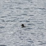 Goldeneye, Island Barn Reservoir (D Harris).