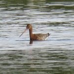 Black-tailed Godwit, Beddington Farmlands (I Jones).