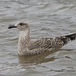 Yellow-legged Gull, Rotherhithe (R Bonser).