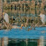 Cattle Egrets, Tice's Meadow (C Varndell).