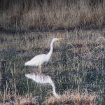 Great Egret, Tice's Meadow (J Hunt).