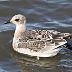 Mediterranean Gull, Rotherhithe (R Bonser).