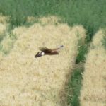 Hen Harrier, Burgh Heath (S Ferguson).