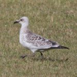 Mediterranean Gull, Dorking (M Davis).