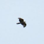 Honey Buzzard, Burgh Heath (S Ferguson).