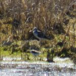 Greenshank and Green Sandpiper, Tice's Meadow (S Ferguson).