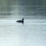 Common Scoter, Island Barn Reservoir (D Harris).