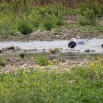 Black-tailed Godwit, Beddington Farmlands (A Wasley).