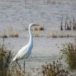 Great Egret, London Wetland Centre (WWT).