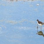 Green Sandpipers, London Wetland Centre (WWT).