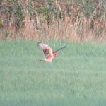 Hen Harrier, Burgh Heath (S Hammond).