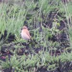 Wheatear, Thursley Common (A Young).