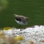 Green Sandpiper, Newchapel (K Noble).
