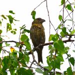 Crossbill, Crooksbury Common (R Knapp).