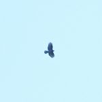 Honey Buzzard, Unstead SF (E Stubbs).