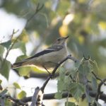 Pied Flycatcher, Chiddingfold Forest (E Stubbs).