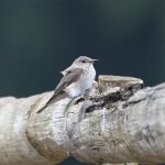 Spotted Flycatchers, Crooksbury Common (E Stubbs).