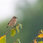 Whinchat, Shackleford (E Stubbs).