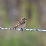 Whinchat, Shackleford (E Stubbs).