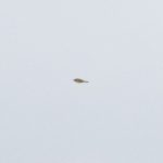 Yellow Wagtail, Shackleford (E Stubbs).