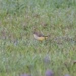 Yellow Wagtail, Shackleford (E Stubbs).