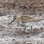 Dunlin, Shackleford (E Stubbs).