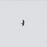 Marsh Harrier, Tuesley (E Stubbs).