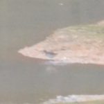 Wood Sandpiper, Holmethorpe SP (G Hay).