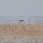 Wood Sandpiper, Holmethorpe SP (G Hay).