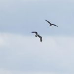 Osprey and Red Kite, Tice's Meadow (D Burford).