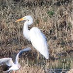 Great Egret, Tice's Meadow (J Hunt).
