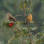 Crossbills, Leith Hill (M Davis).