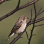 Spotted Flycatcher, Thursley Common (S West).