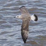 Yellow-legged Gull, Rotherhithe (R Bonser).