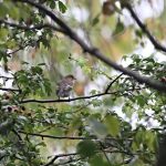 Pied Flycatcher, Rotherhithe (R Bonser).