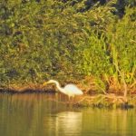 Great Egret, Badshot Lea (J Hunt).