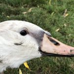 'Polish' Mute Swan, South Norwood CP (M Stanley).