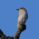 Spotted Flycatcher, Leith Hill (M Davis).