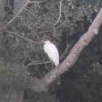 Great Egret, Badshot Lea (J Hunt).