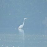 Great Egret, Badshot Lea (J Hunt).