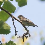 Pied Flycatcher, Rotherhithe (R Bonser).